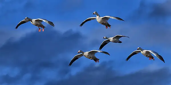 Five Snow Geese Flying WLC_7480 by LarryCowles