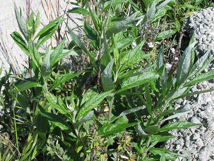 Artemisia douglasiana plant photo- Berkeley Calphotos, Stanley Spencer