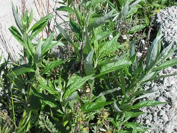 Artemisia douglasiana plant photo- Berkeley Calphotos,...