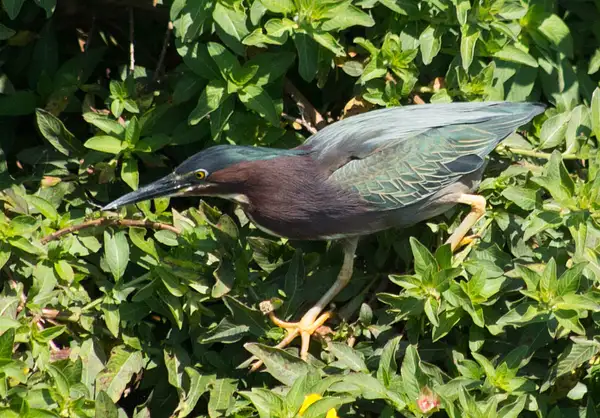 Green Heron by GeneWheeler