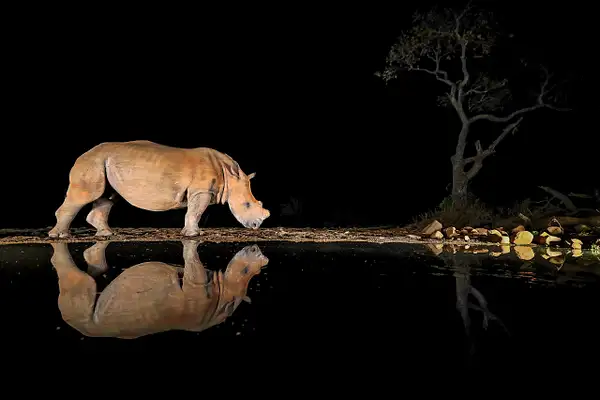 Horn_Less_White_Rhino_at_Night by Quality Assurance
