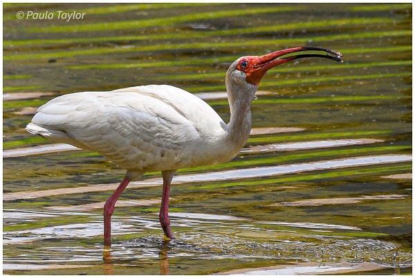 Ibis quenching his thirst - Paula Taylor Photography 