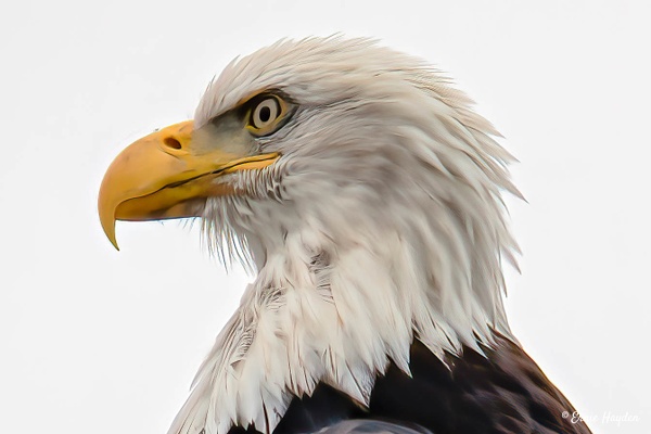 20201003 Eagle Head Closeup - Eagles &amp; Raptors - Rising Moon NW Photography