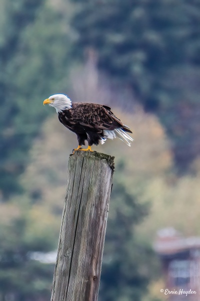 Leaning Into the Wind - Eagles &amp; Raptors - Rising Moon NW Photography