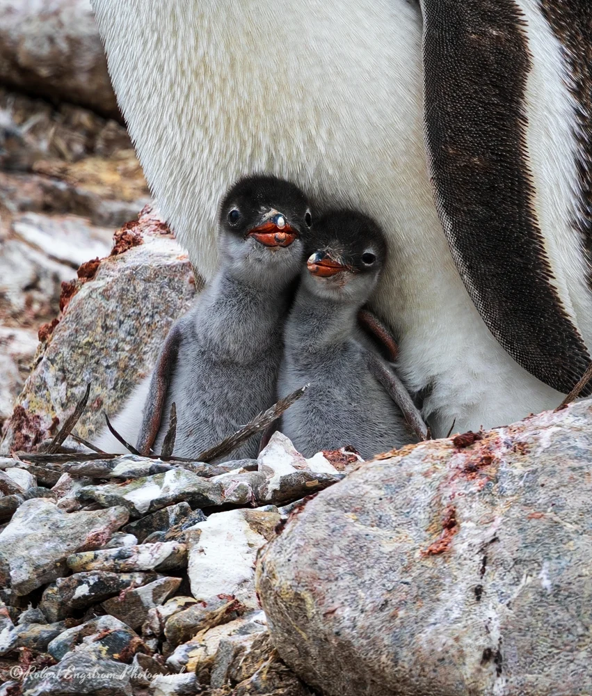 Gentoo Besties-Cuverville Island-Antarctic Peninsula
