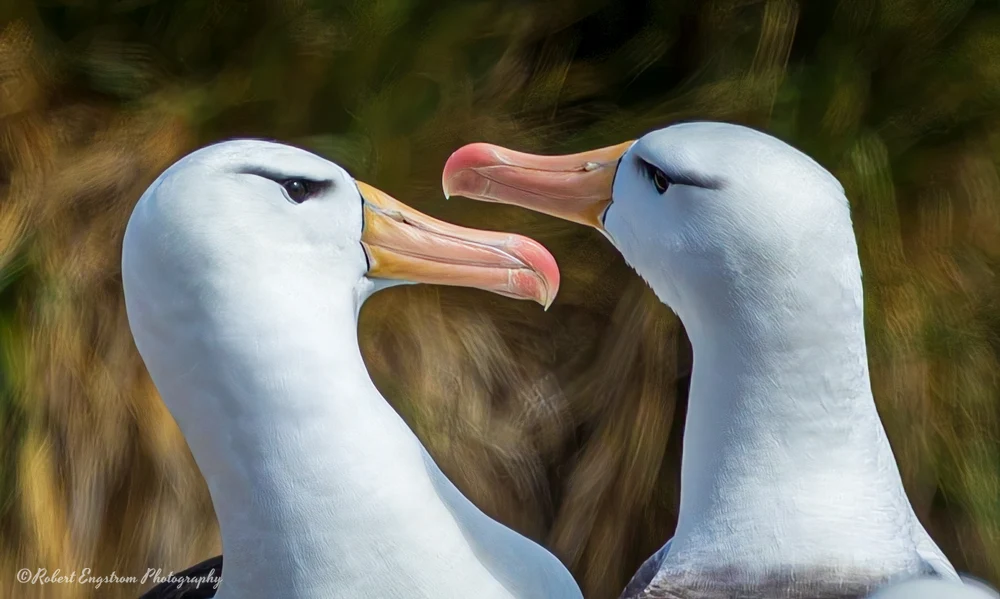 Black-browed Albatross Courtship-West Point Island-Falkland Islands