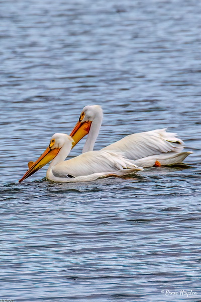 White Pelicans - 2 - Waterbirds - Rising Moon NW Photography 