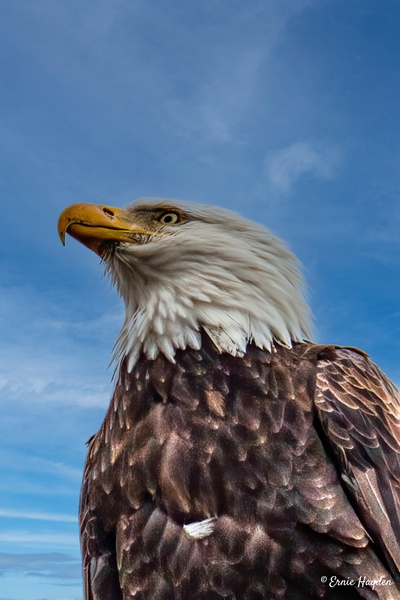 Very Handsome Eagle - Eagles &amp; Raptors - Rising Moon NW Photography