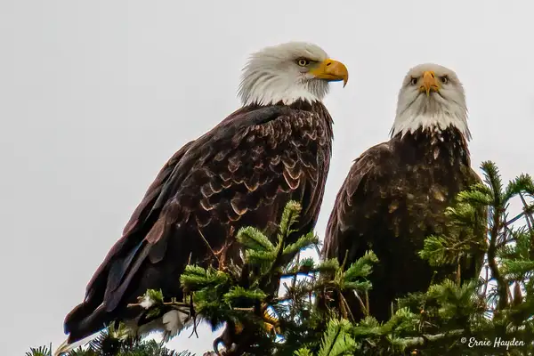 A Pair of Eagles Contemplating Lunch by Ernie Hayden