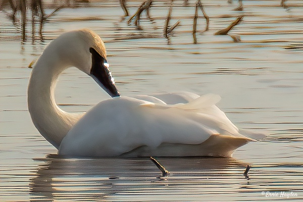 Trumpeter Swan - Waterbirds - Rising Moon NW Photography  