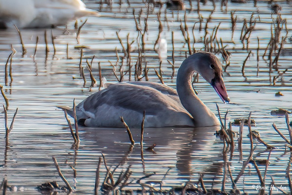 Trumpeter Swan Juvenile - Waterbirds - Rising Moon NW Photography  