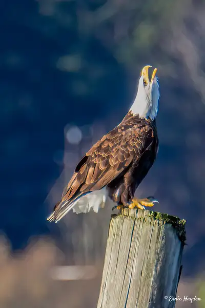 screaching eagle by Ernie Hayden
