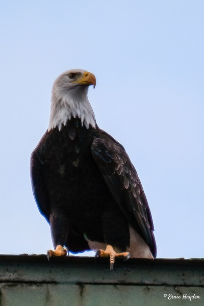 Attentive Eagle - Eagles &amp; Raptors - Rising Moon NW Photography