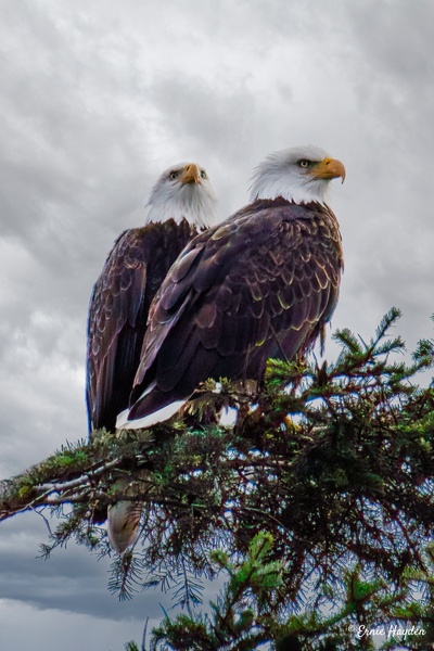 Cute Couple - Eagles &amp; Raptors - Rising Moon NW Photography 