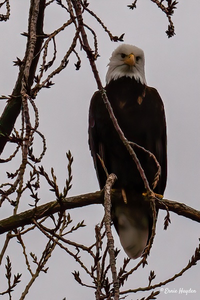 Yes??? - Eagles &amp; Raptors - Rising Moon NW Photography