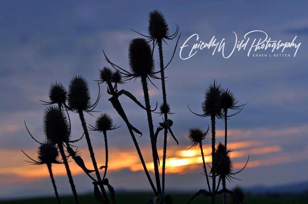 Silhouetted Thistles Against a Dusk Sky