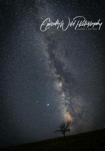 A breathtaking view of the Milky Way galaxy above a lone tree in a dark night sky.