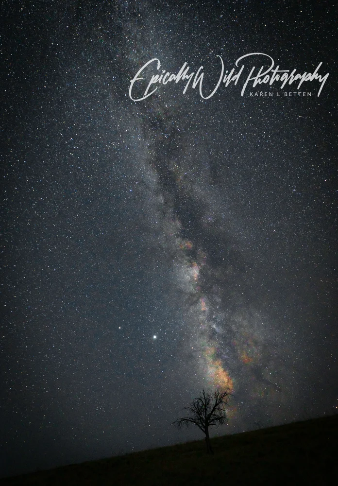 Galactic Majesty Above Solitary Tree