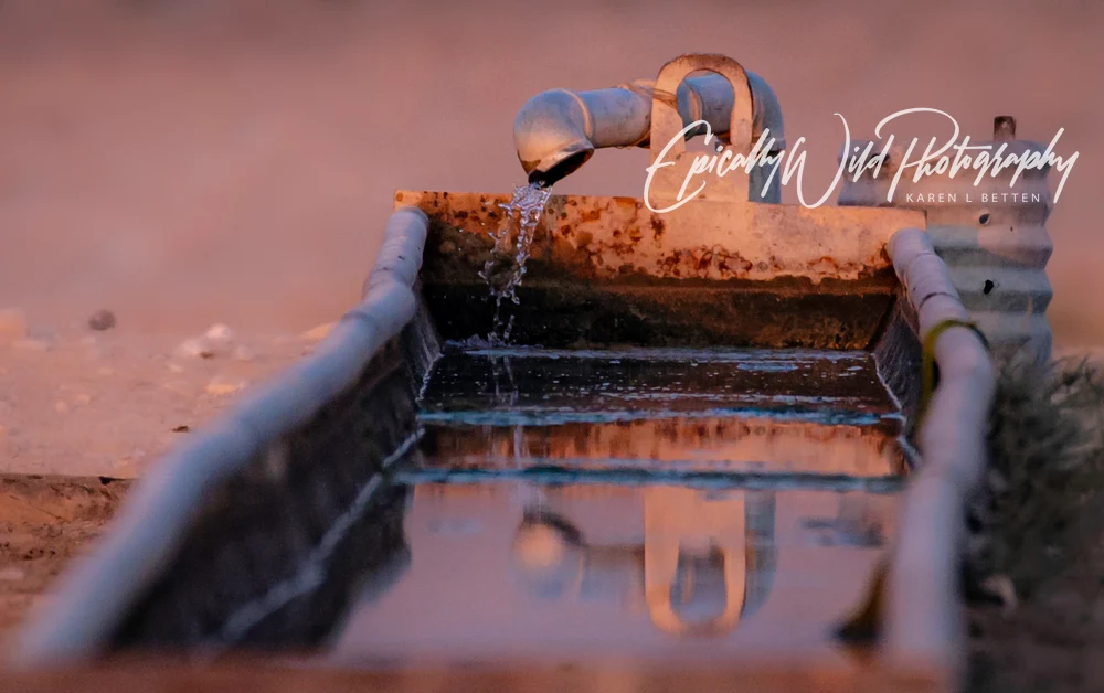 Reflective Water Trough at Dusk