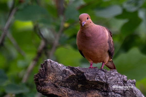 DSC_2782 - Wildlife - Bob Pinto