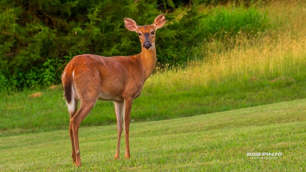 DSC_2898 - Wildlife - Bob Pinto