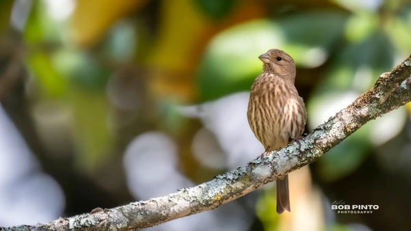 Brown streaked songbird perched on a lichen-covered branch against a softly blurred green woodland background