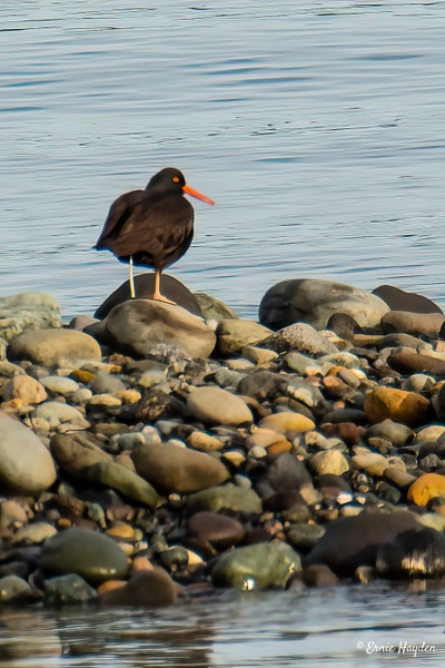 Rocky Shore Oyster Catcher - Waterbirds - Rising Moon NW Photography  