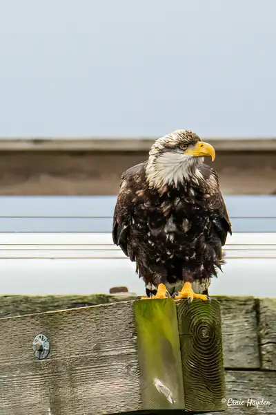 Juvenile Eagle by Ernie Hayden