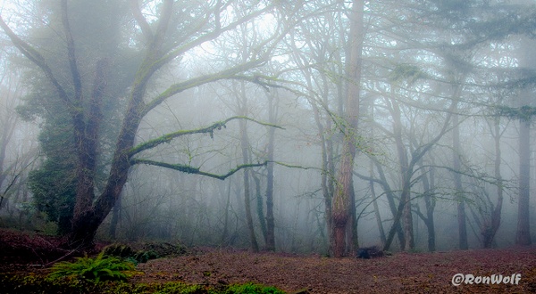 Mystery Trees in a Fog - Oregon Smiles (Landscape) - Ron Wolf Photography