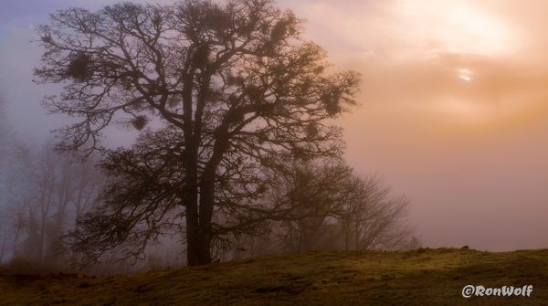Sunrise.  Oak Tree with Mistletoe. Another Colorful Oregon Day Revealed - Oregon Smiles (Landscape) - Ron Wolf Photography