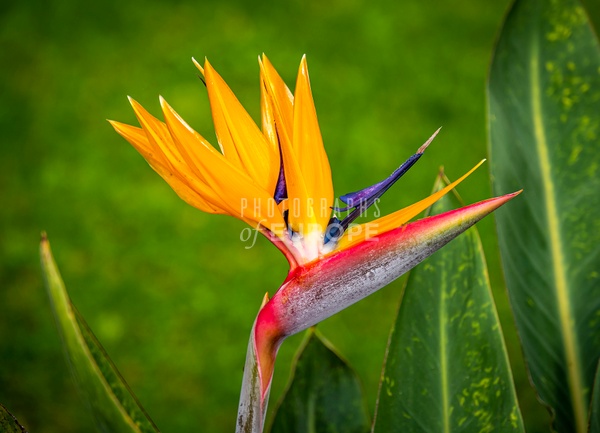 Bird-of-paradise-plant-Madeira - Photographs of Europe