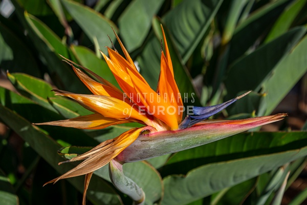 Bird-of-paradise-flower-Madeira - Photographs of Europe