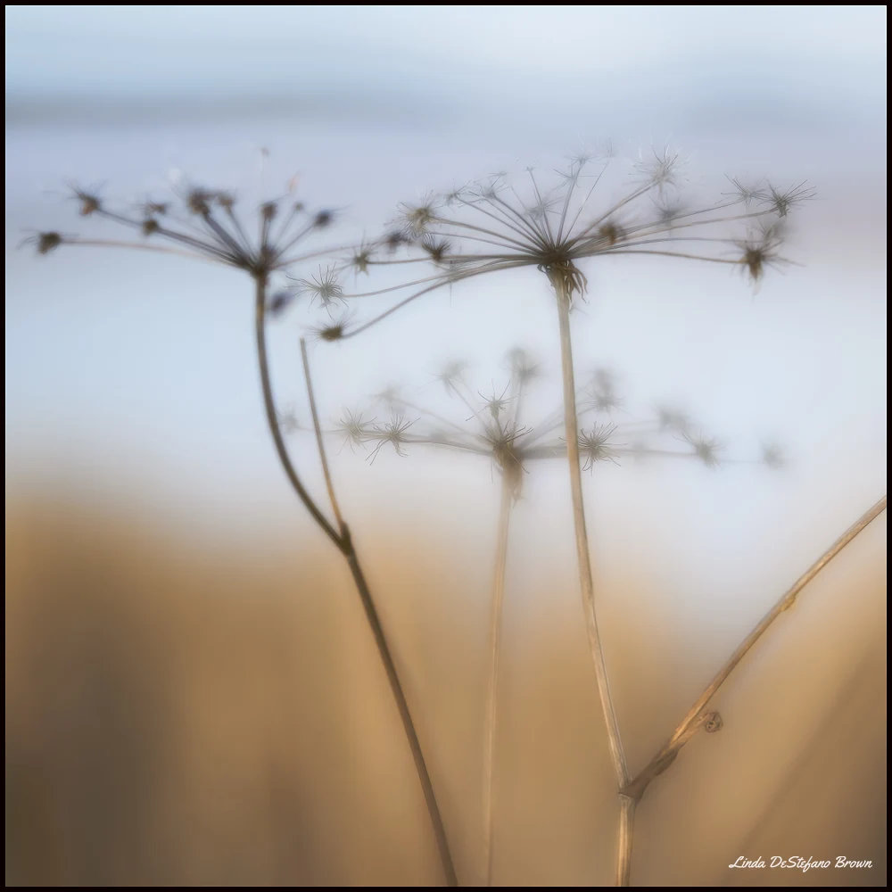 Delicate Remains