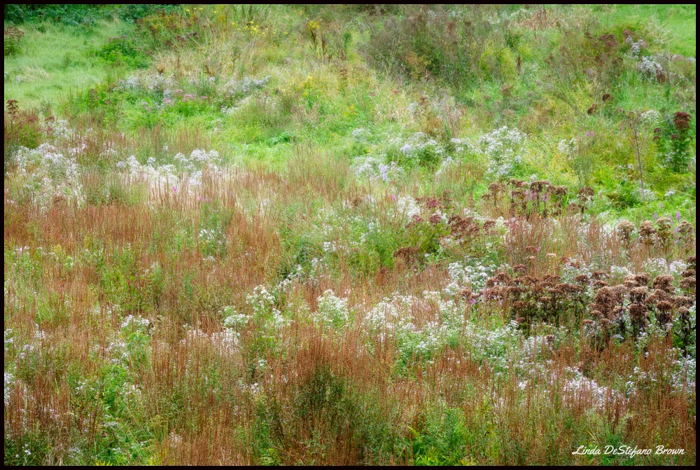 Turning Field