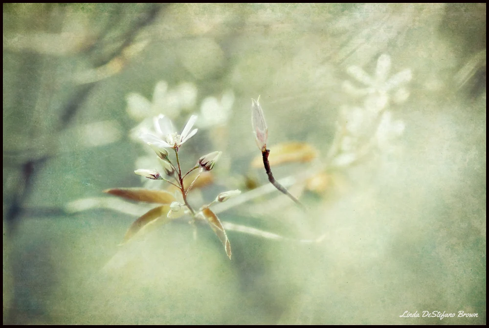 Whispers of Spring