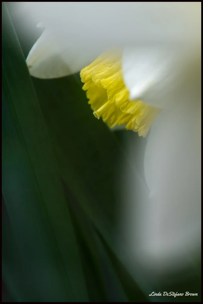 Spring Appearance