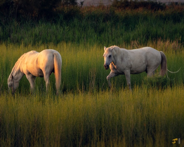 Camargue Horses, 2021 - Wildlife Photography - Thomas Speck Photography