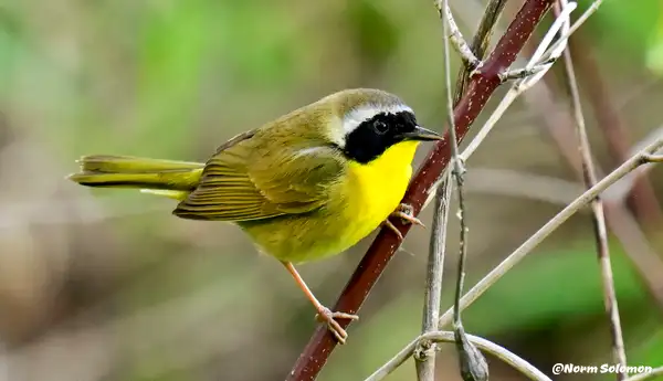 Yellow Throated WARBLER by NormSolomon