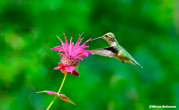 Humming Bird 213 in natutal habitat  copy by NormSolomon