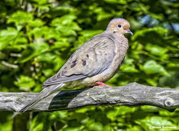 Morning Dove_2_FURFILTER_C copy 2 by NormSolomon