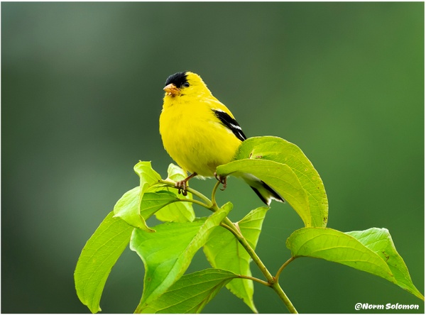 American Goldfinch on Tree Branch - Norm Solomon Photography 