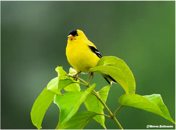American Goldfinch on Tree Branch by NormSolomon