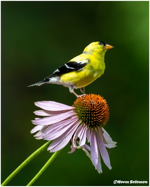 American Goldfinch 2_Shelton_179_July_29_2022_NYC Butterflies copy - Norm Solomon Photography 