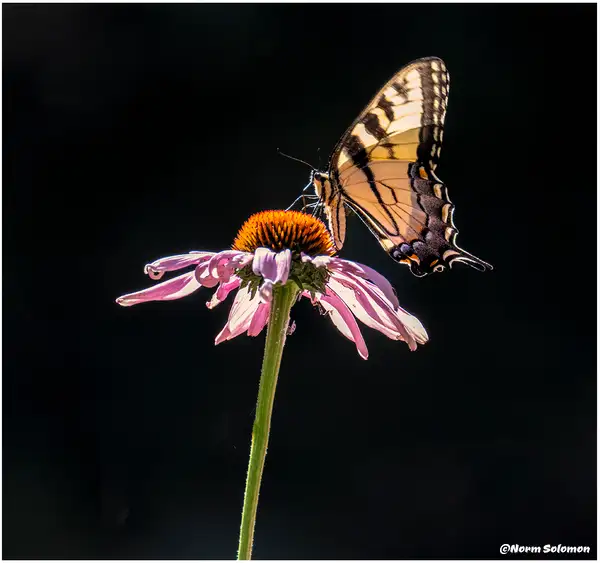 Backlit Tiger Swallowtail_Shelton_269_July_21...