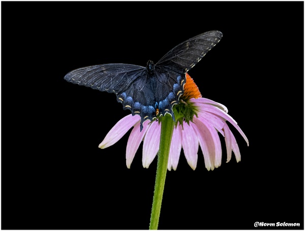Black Swallowtail_Shelton_188_July_21 _2022_Butterflies copy - Norm Solomon Photography