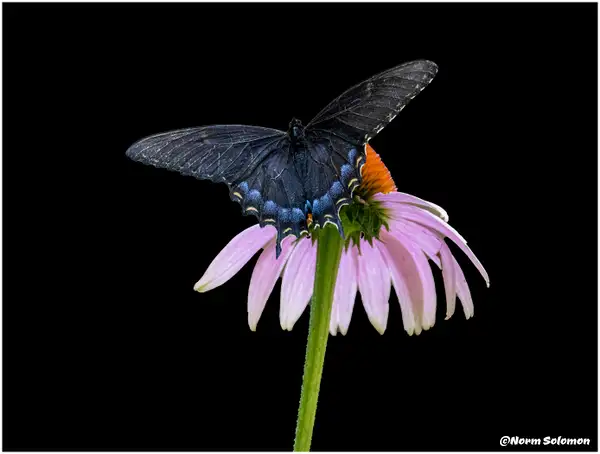 Black Swallowtail_Shelton_188_July_21 _2022_Butterflies...