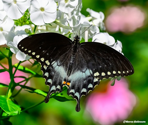 Black Swallowtail_247_7_23_21_16 - NATURE - Norm Solomon Photography 
