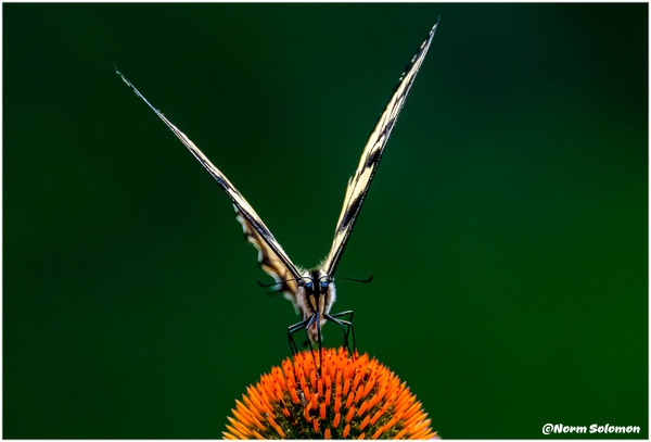 Close Up Swallowtail_Shelton__145_July_25_2022_Butterflies copy - NATURE - Norm Solomon Photography
