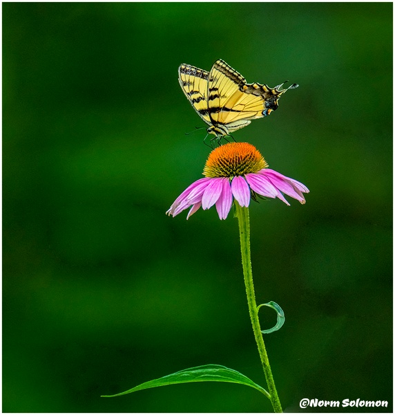 Cone Flower Stalk and Swallowtail_Shelton__151_July_25_2022_Butterflies copy - Norm Solomon Photography