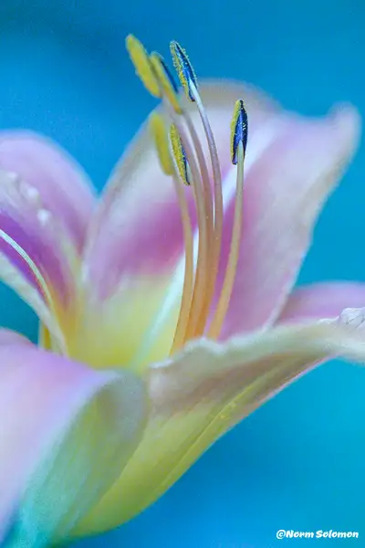 Day Lily 3_CR by NormSolomon